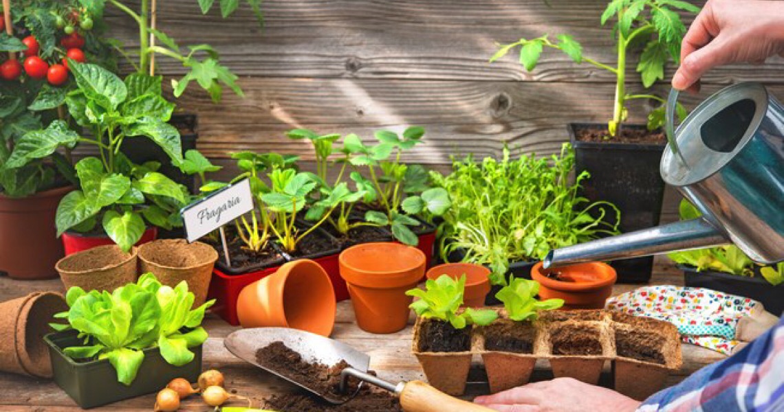 Como cultivar temperos em casa? Aprenda a plantar e cuidar da sua horta