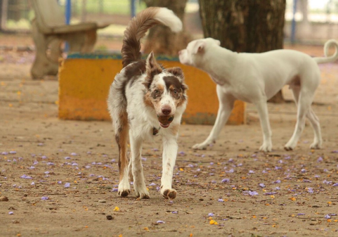 Experiência de vida muda comunicação entre cães e humanos, diz estudo