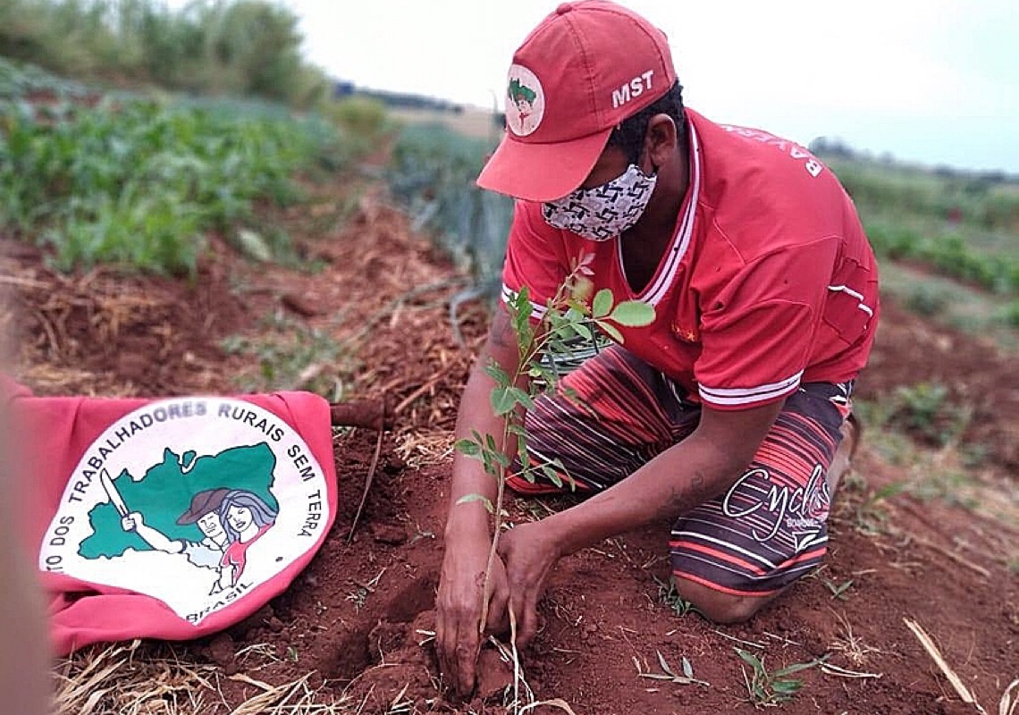 Além do arroz, Movimento de Trabalhadores Sem Terra de Minas cultiva cerca de dois milhões de pés de café