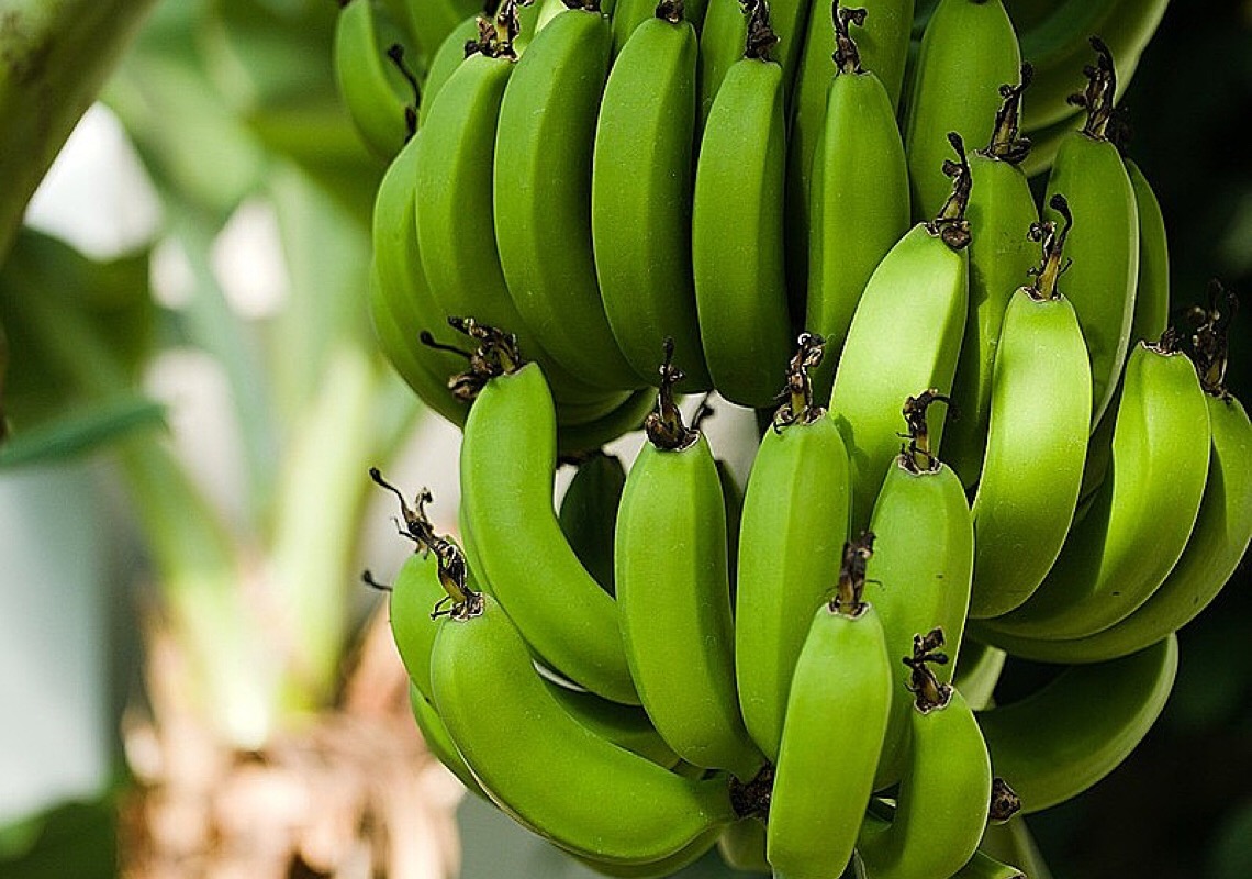 Conheça o godó de banana verde, receita que carrega a história do garimpo na Chapada Diamantina
