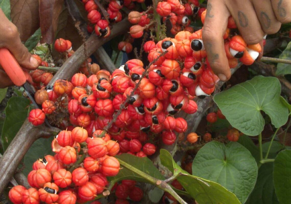 Produção de guaraná de Maués alia tradição e qualidade na Amazônia