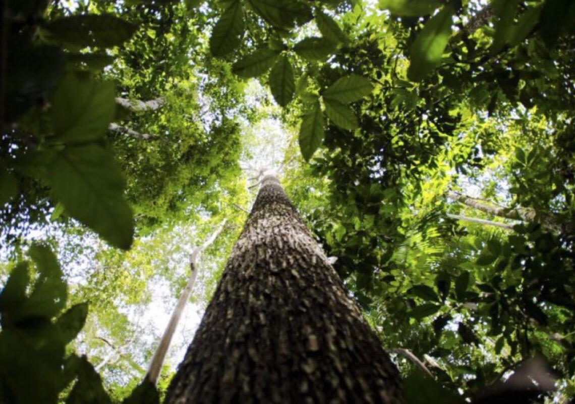 Fundo Amazônia e fim de desmate podem render R$ 95 bi em dez anos