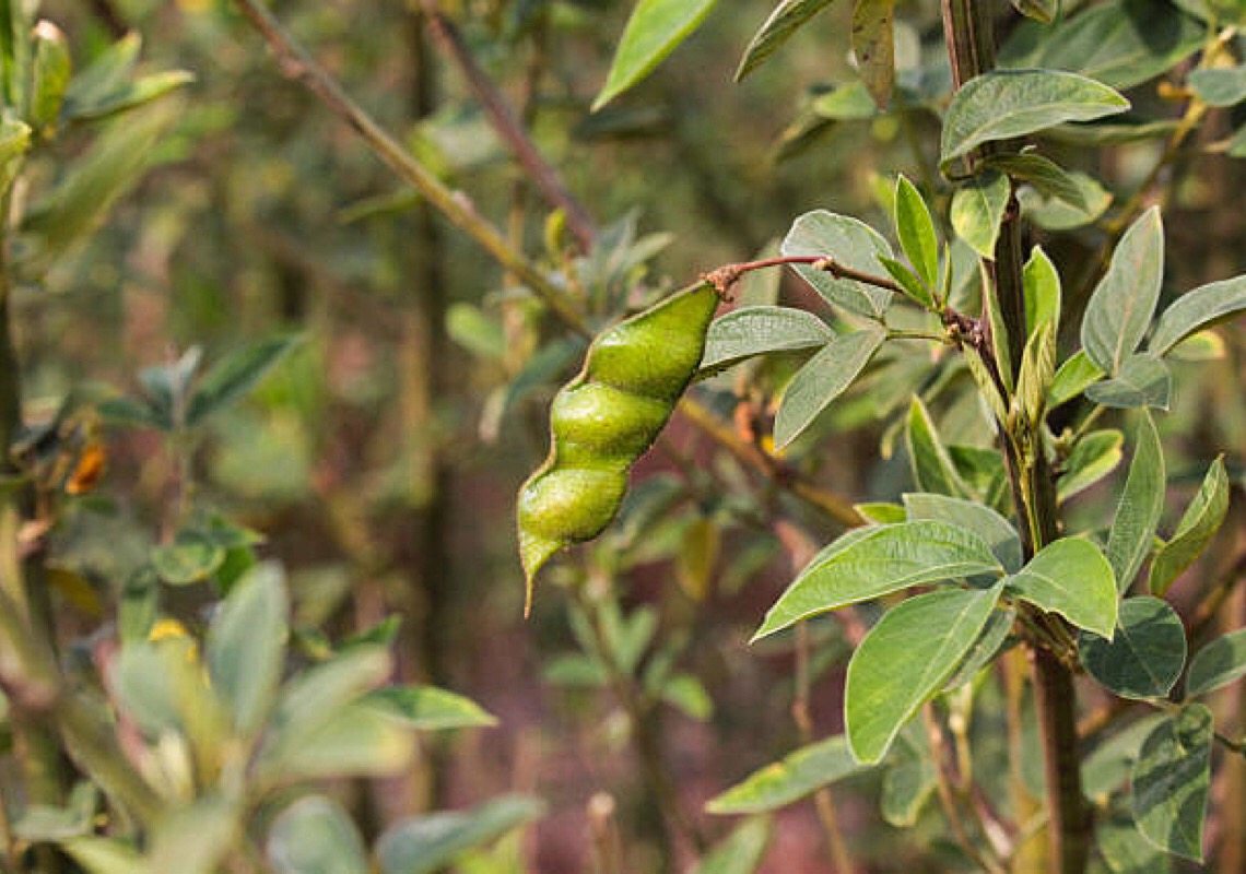 Saboroso e agroecológico, feijão guandu é rico em proteínas e serve como adubo