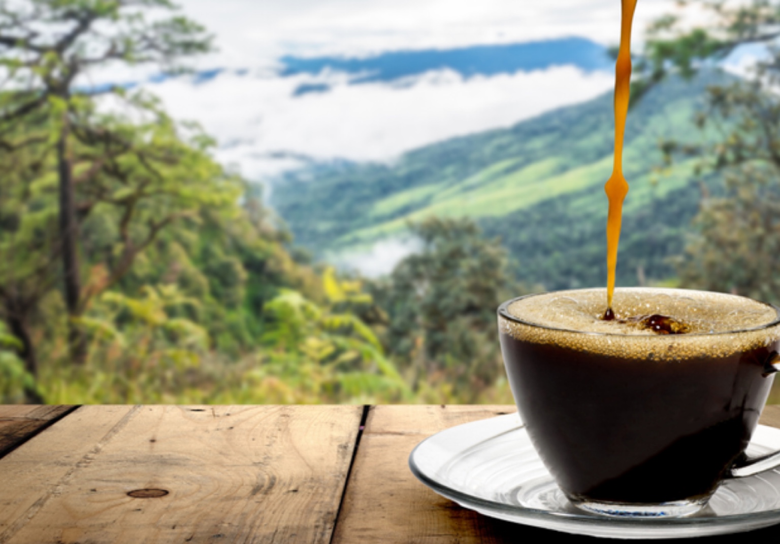 Café com turismo: saboreie o melhor da bebida pelo país