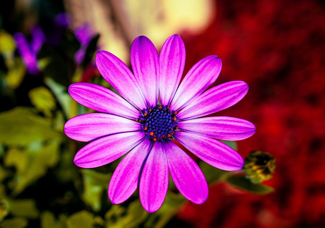10 flores comestíveis para adicionar às suas receitas