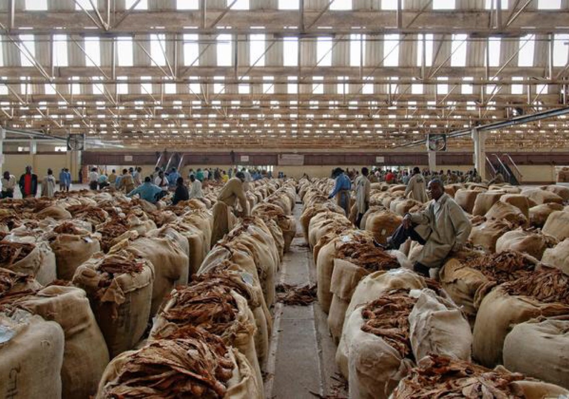 Cultivo de tabaco reforça nível recorde de insegurança alimentar, diz OMS. 