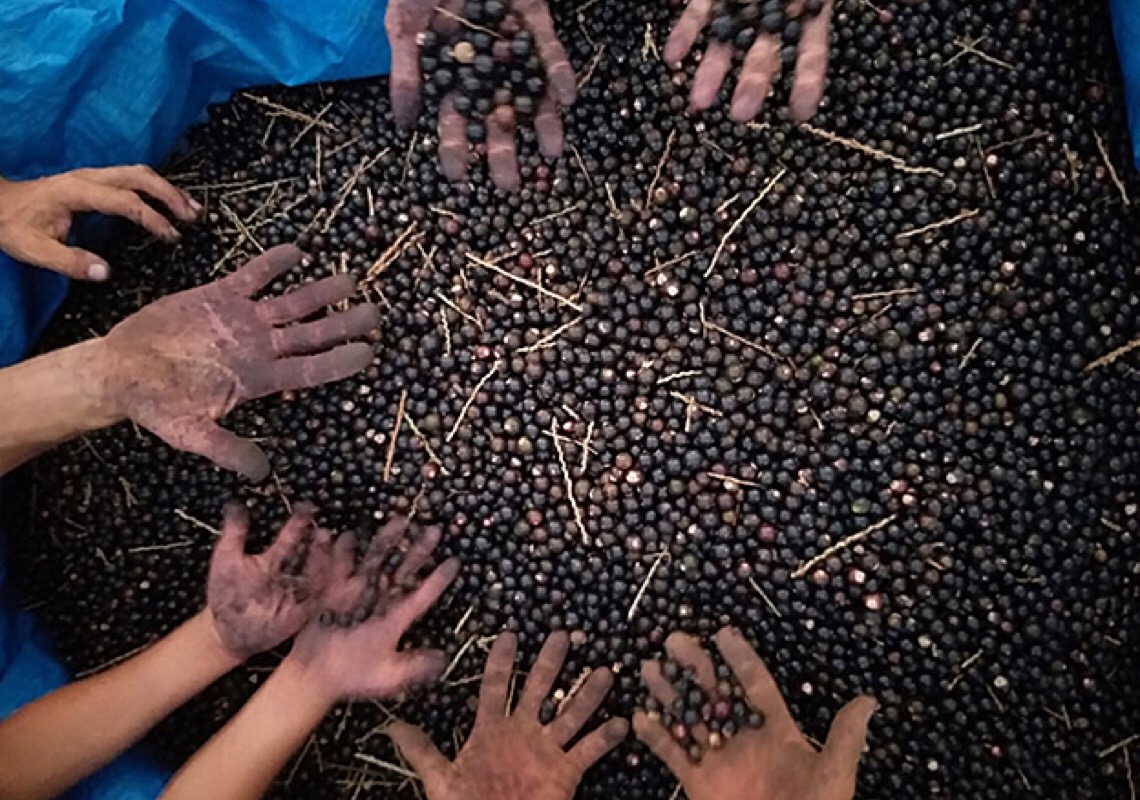 Biodiversidade e saúde: Mata Atlântica guarda frutas ricas em nutrientes, cores e sabores 