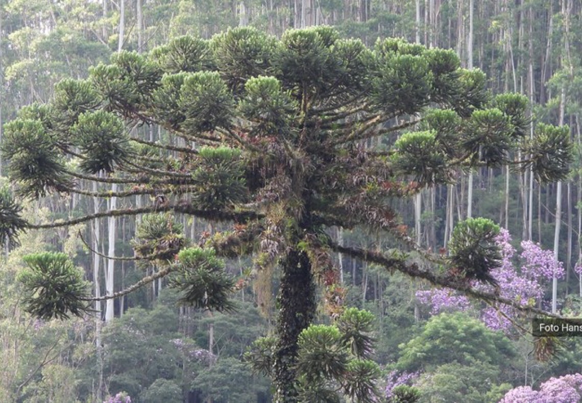 Estudo mostra que árvores exclusivas da Mata Atlântica estão ameaçadas