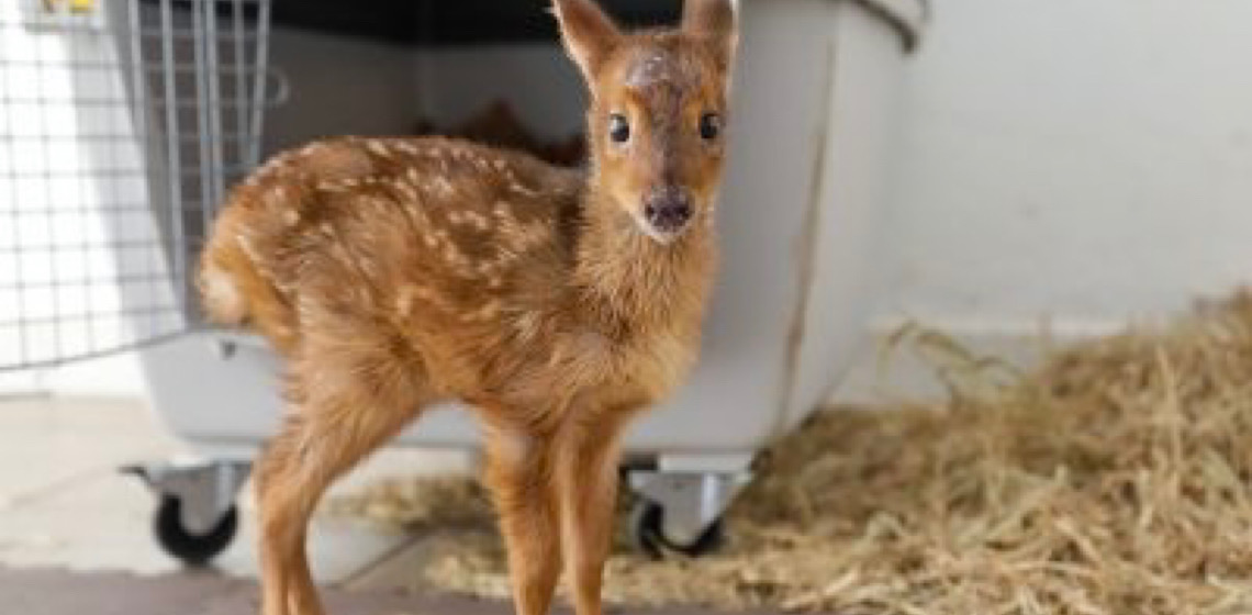 Pioneiro no Brasil, Hospital da Fauna Silvestre do DF já prestou mais de 500 atendimentos