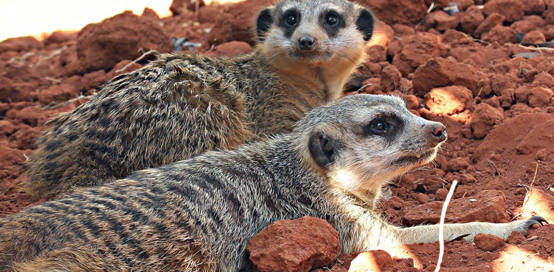 Zoológico de Brasília abre espaço dos suricatos para visitação