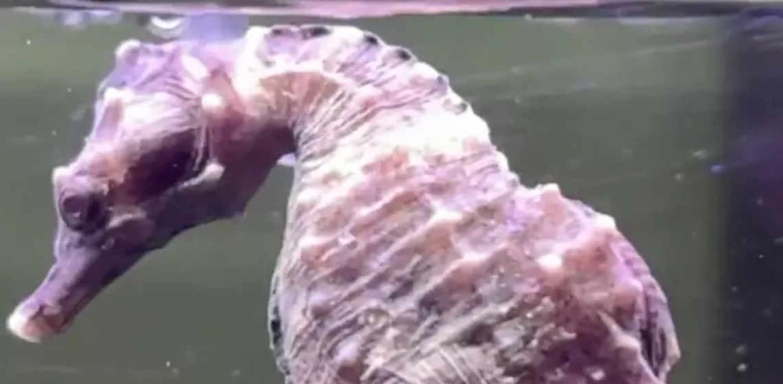 Pescadores encontram cavalo-marinho da Patagônia no litoral do Rio de Janeiro