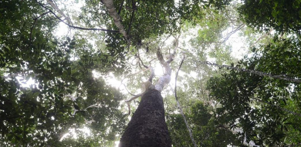 Unesco promove práticas sustentáveis de geração de renda na região Amazônica