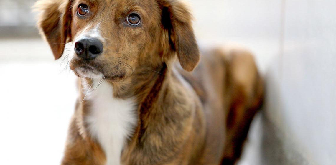 Cães e Gatos: Período de seca no DF exige cuidados extras com pets