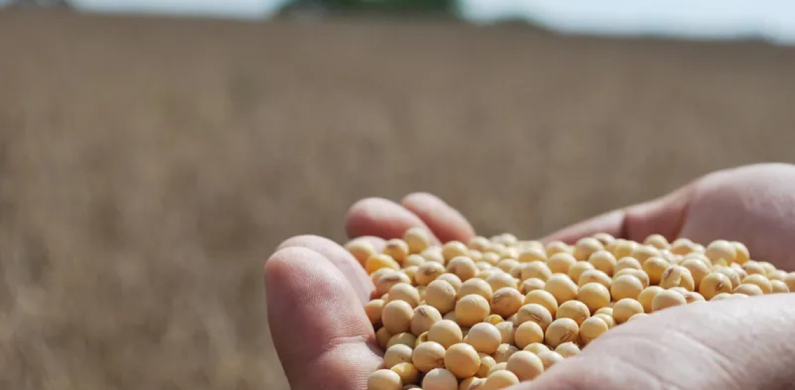 Após desastre climático, agricultura gaúcha se reconstrói com expectativas otimistas