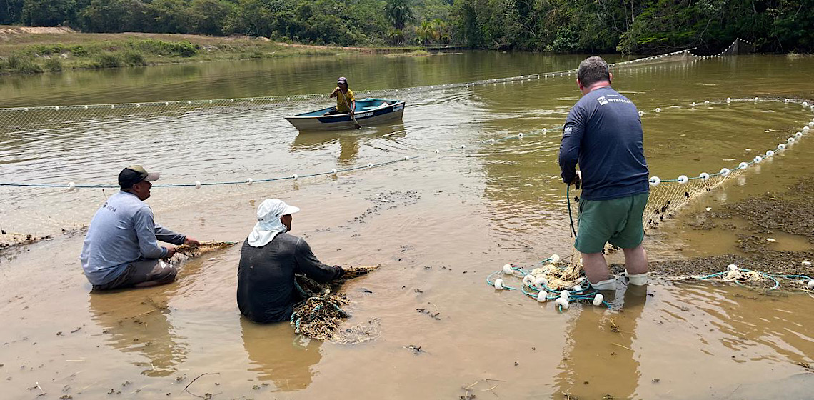 Inpa e Ampa realizam avaliação de saúde e realocação de peixes-bois que estão em lago seminatural