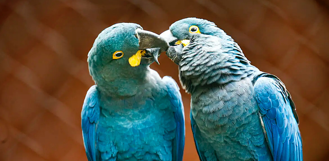 Zoo de SP mostra arara-azul-de-lear ao público pela primeira vez