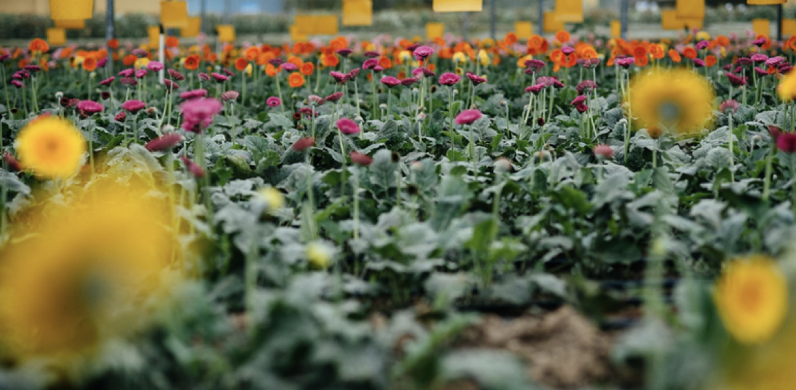 Aproveite para turistar em destinos que exalam o colorido e o cheiro das flores