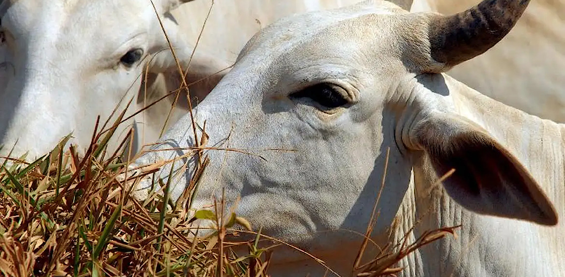 Mato Grosso inclui "boi bombeiro" em lei sobre áreas de proteção