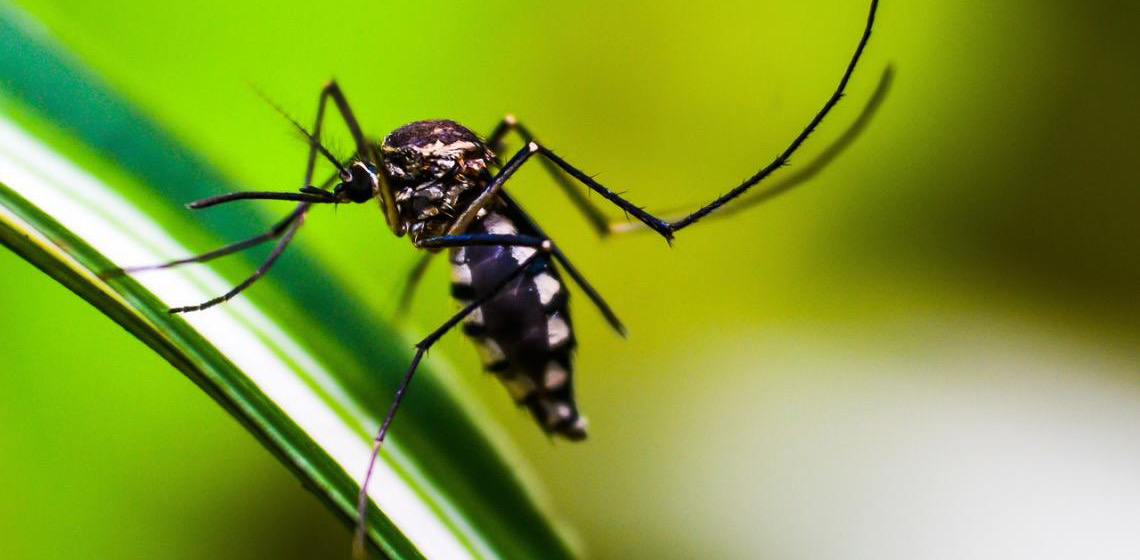 Aplicativo para ajudar no combate à dengue está em desenvolvimento no DF e MS