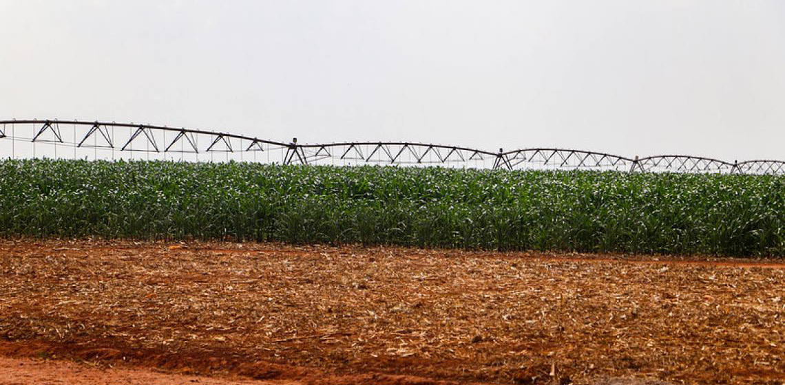 Agricultores do DF aumentam produtividade com fertilizante orgânico fornecido pela Caesb