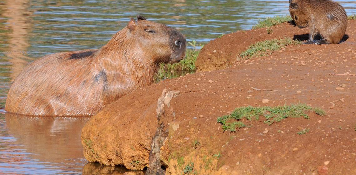 Definida instituição para fazer monitoramento de capivaras do Lago Paranoá