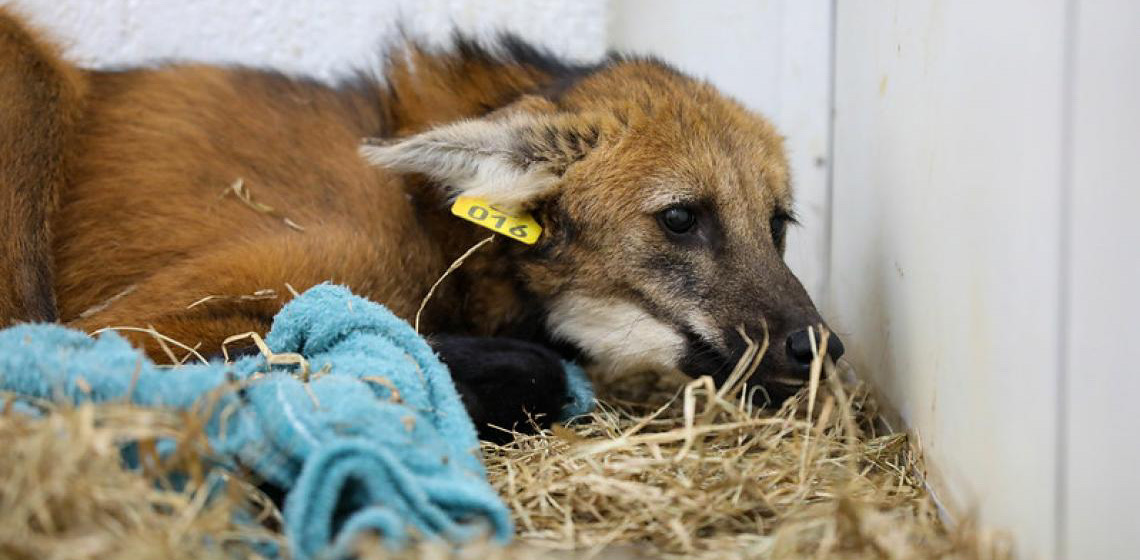 Animais resgatados dos incêndios florestais recebem tratamento