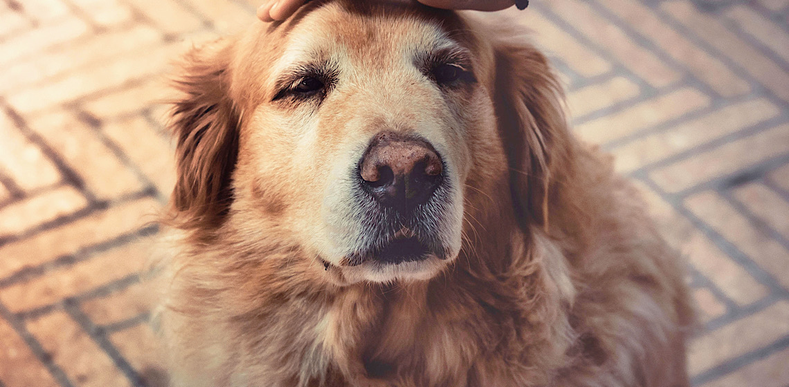 Longevidade animal: como a medicina veterinária está transformando a vida dos pets