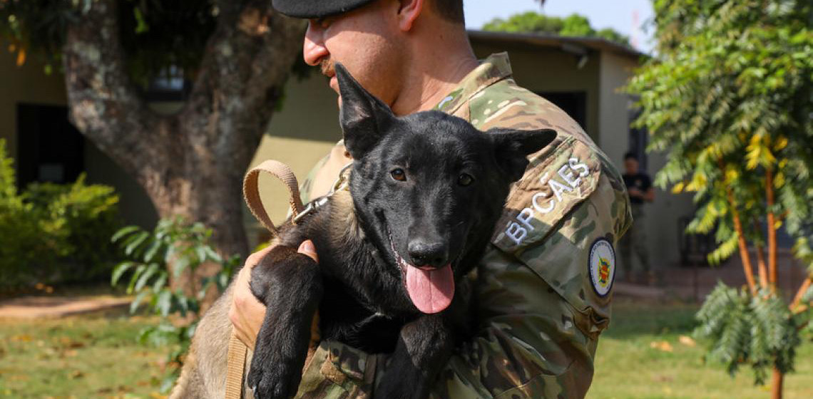 BPCães treina 20 caninos para atividades policiais, incluindo dois novos filhotes