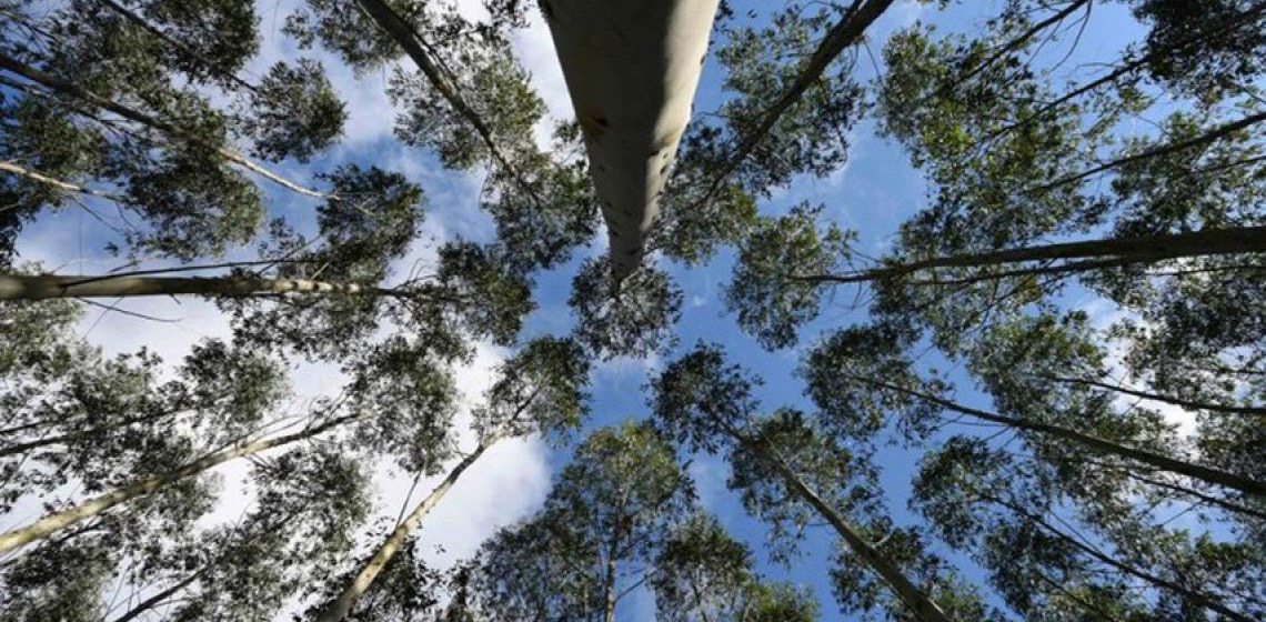 Afinal, o cultivo de eucalipto é mesmo prejudicial ao meio ambiente?