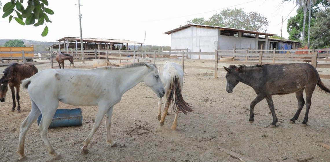 Programa de adoção dá novos lares a animais de grande porte no Distrito Federal