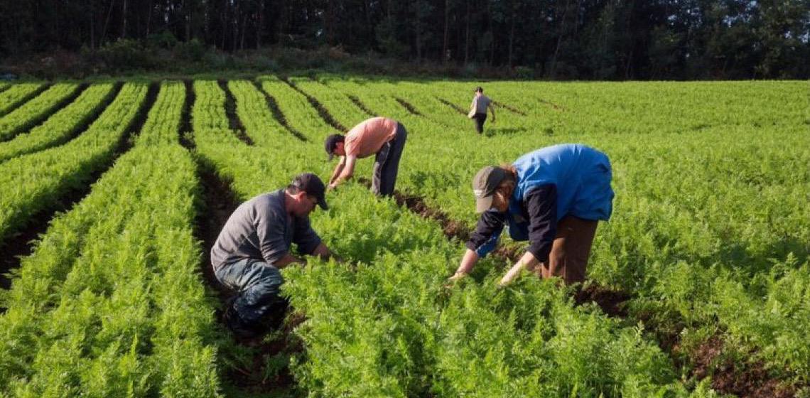 Governo Federal lança linha de microcrédito de R$ 300 milhões para agricultura familiar