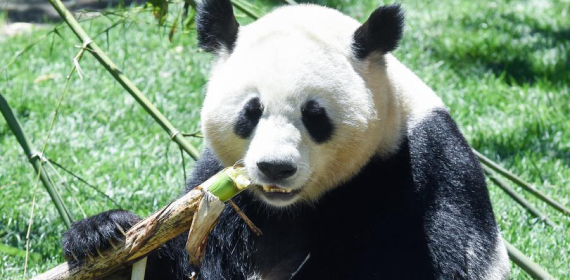 Tratador de pandas controlado por IA se junta ao Zoológico de Madri para melhorar experiência de visitantes