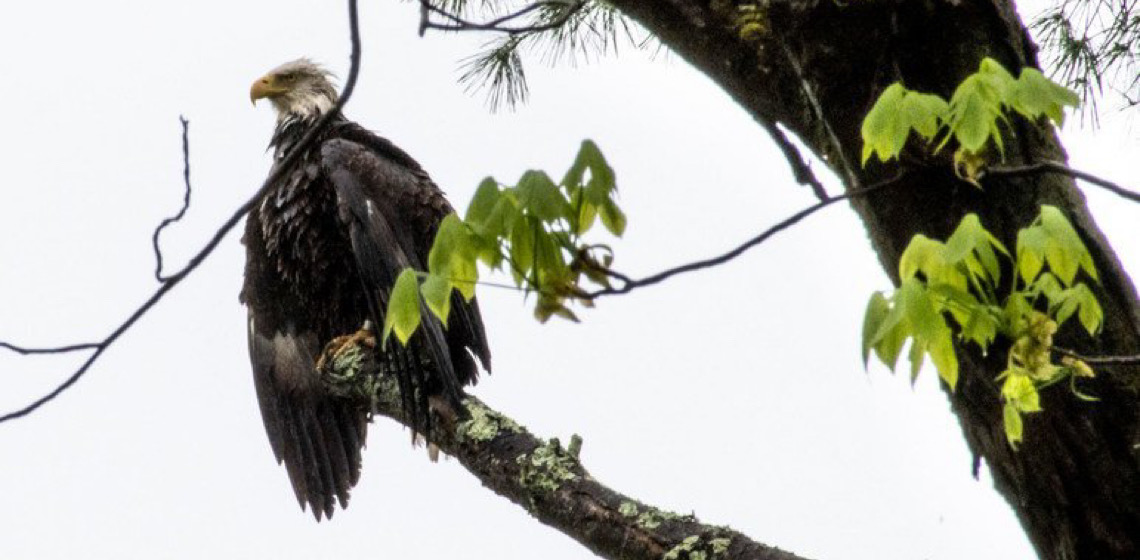 Em Dia Mundial, ONU alerta que pesticidas afetam alimentação de aves migratórias