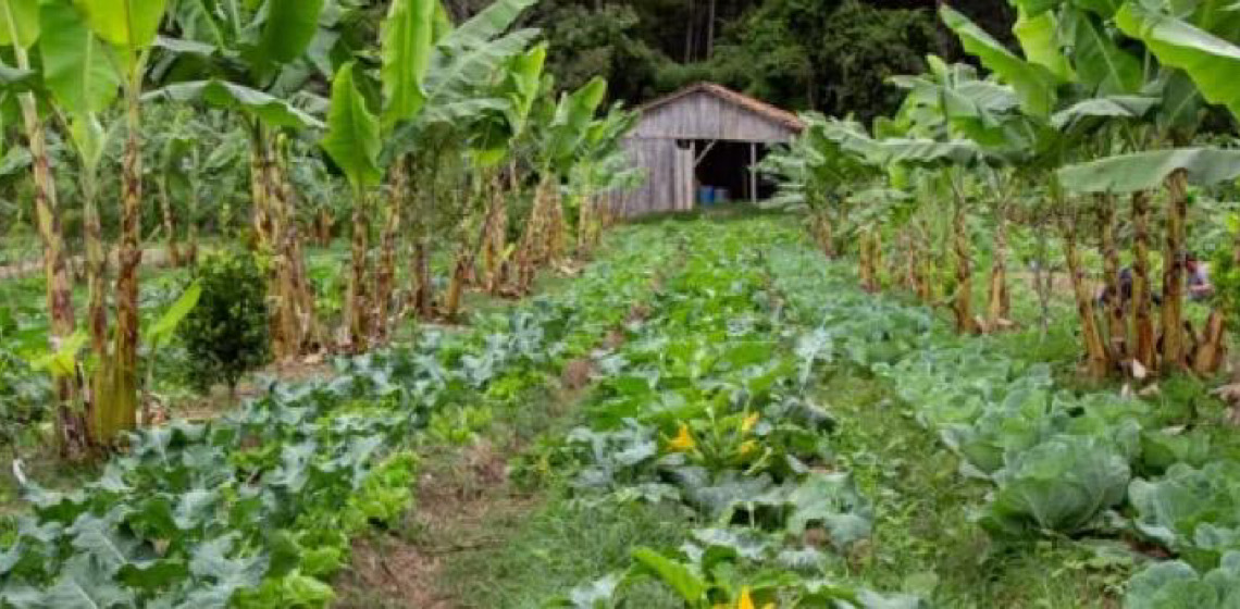 Depois de adiamentos, Plano Nacional de Agroecologia será lançado dia 16, em Brasília 