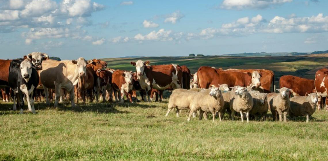 Carne bovina é produto pecuário de destaque nas exportações brasileiras