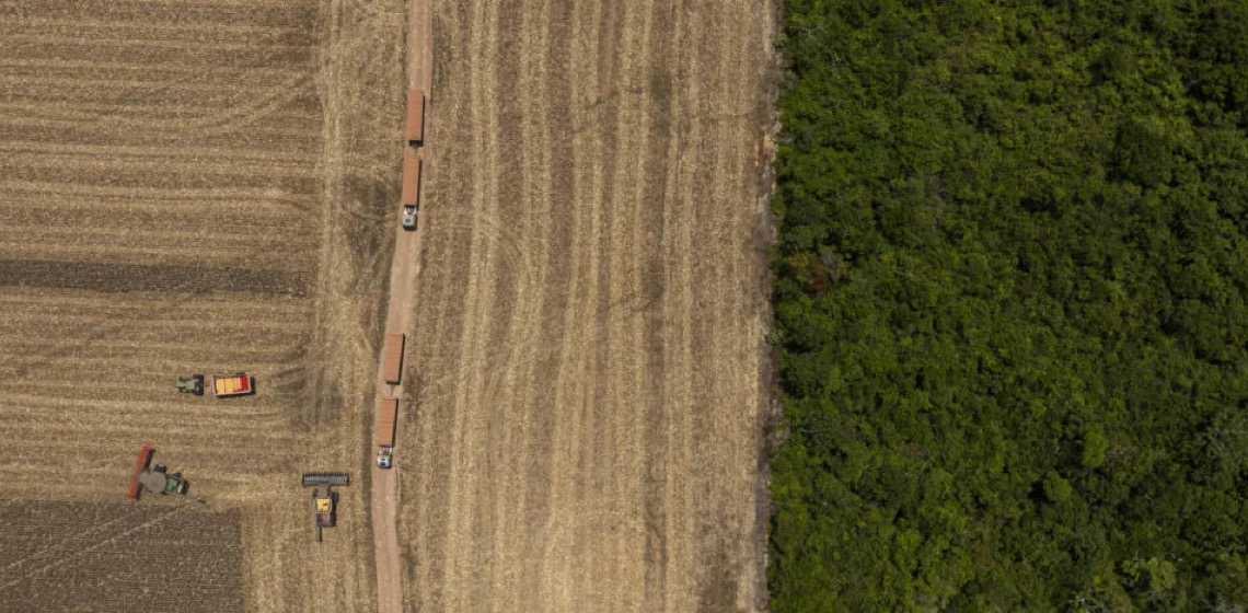 Desmatamento gerou perdas anuais de R$ 412 milhões em soja e milho da Amazônia, diz estudo