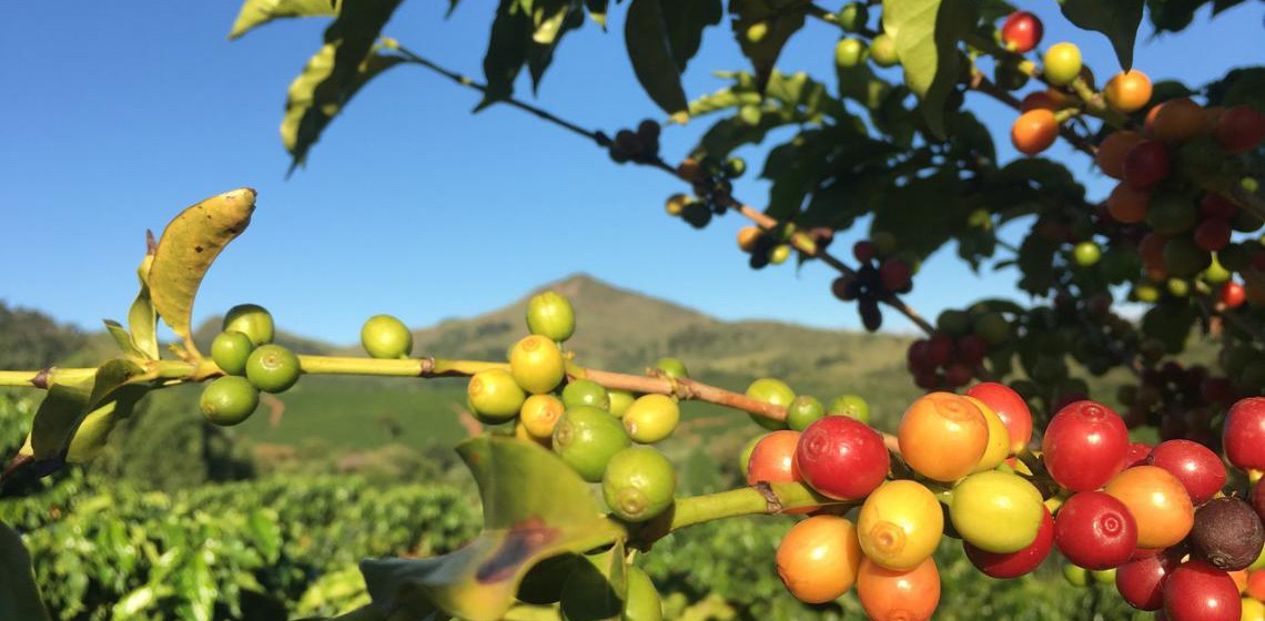 Práticas para reduzir a emissão de carbono poderão render descontos na apólice de seguro rural