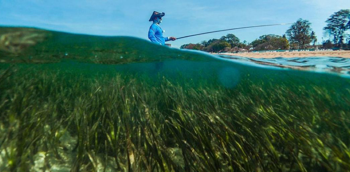 Carbono azul tem potencial de mitigar crise climática, diz Aiea