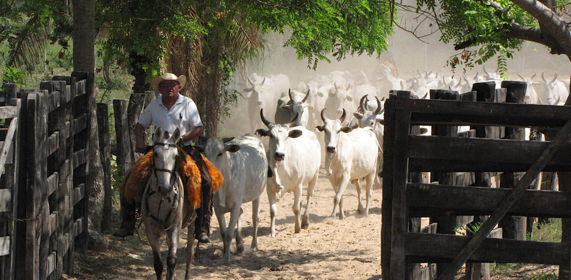 Marrocos zera imposto de carne importada do Brasil