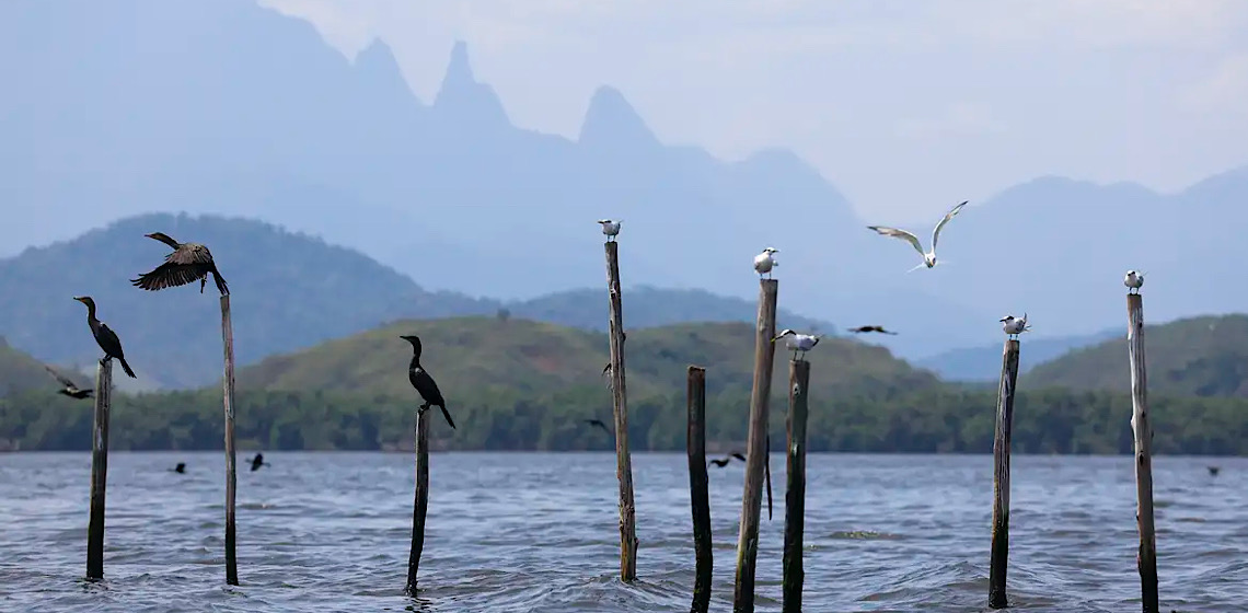 Mangue conservado transforma pescadores em guias de turismo