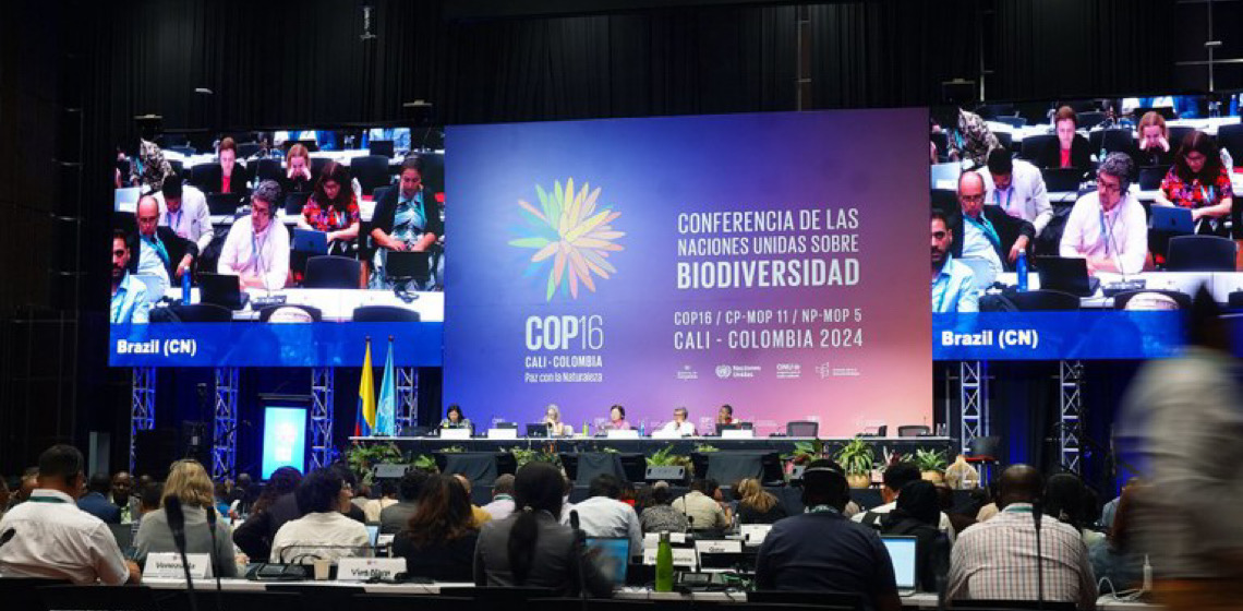 COP16 cria fundo brando para natureza e termina sem desfecho para financiamento