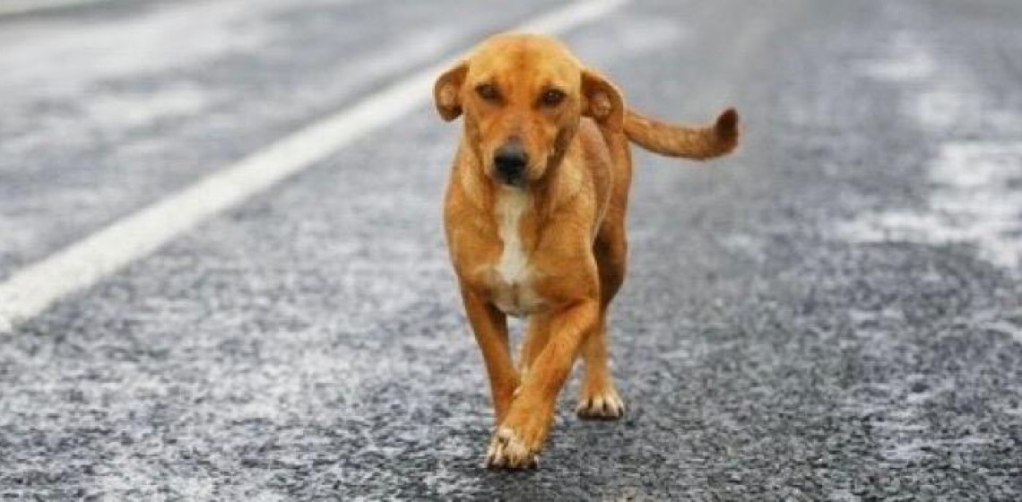 No DF, homem que se envolveu em acidente com animal na rodovia será indenizado