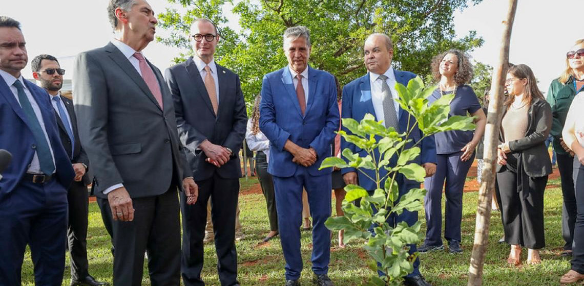 Mais de 5,6 mil mudas nativas do Cerrado plantadas em bosque do STF