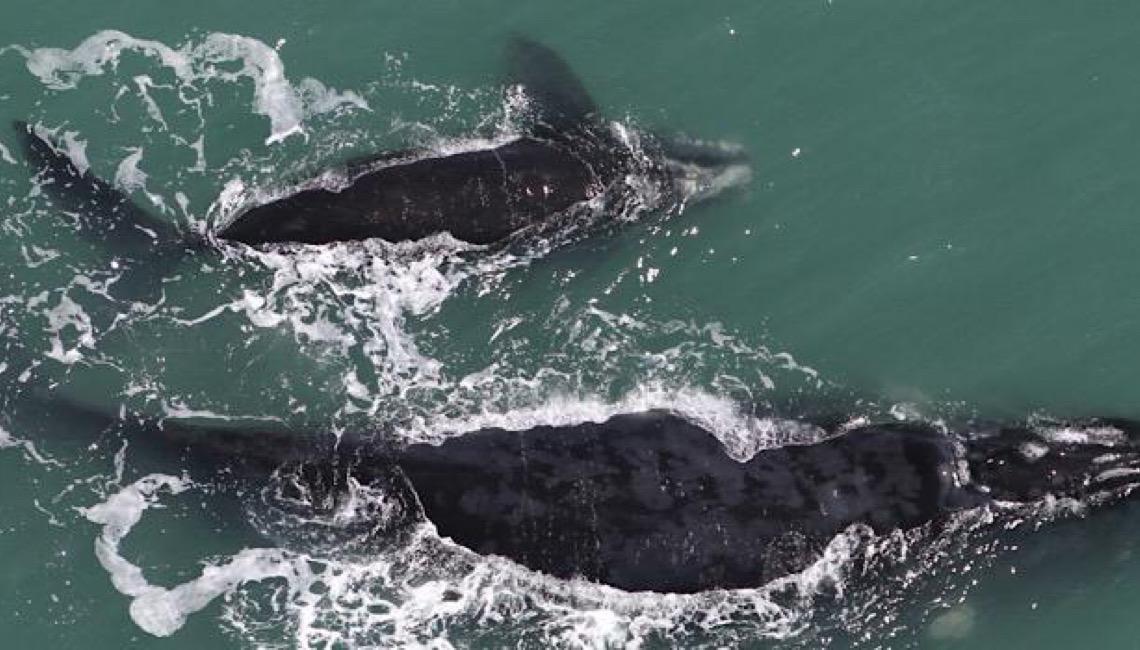 Ameaçadas de extinção, baleias-francas têm aumento populacional na costa brasileira