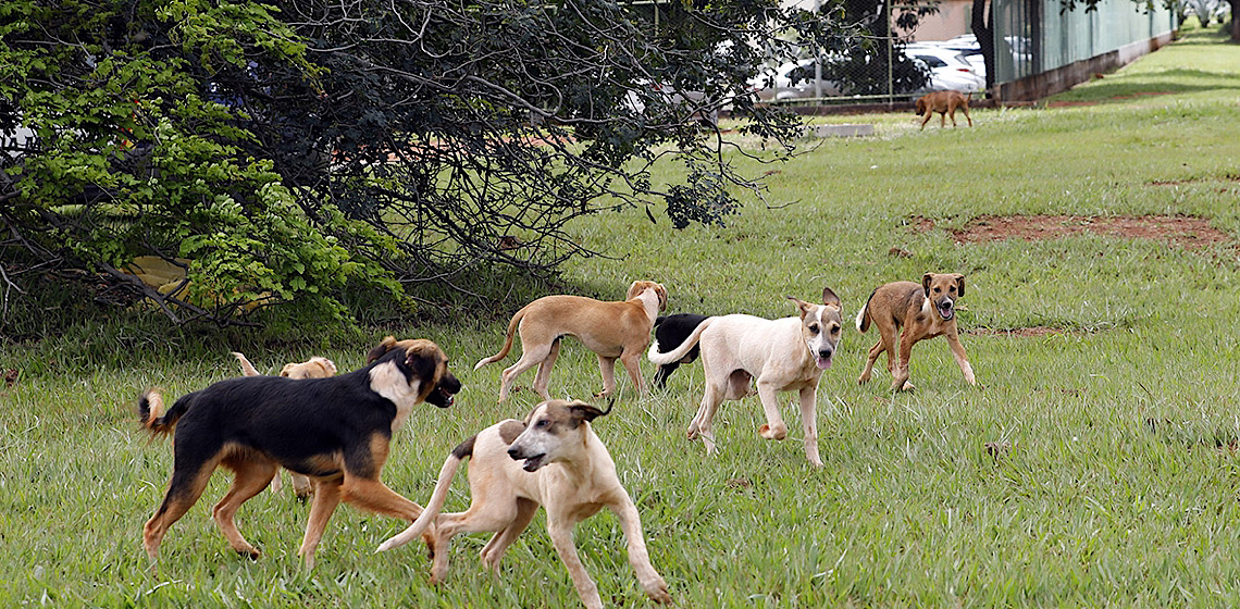 Dezembro Verde: a importância do combate ao abandono de animais