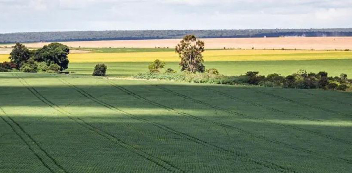 Em menos de quatro décadas, área destinada à soja cresce nove vezes 