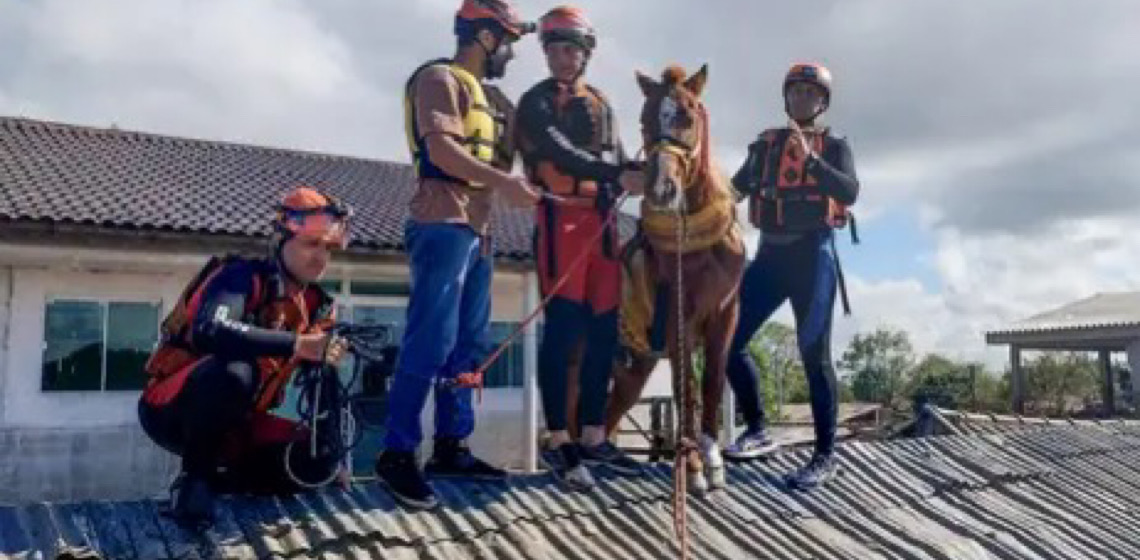 Sete meses após resgate no RS, cavalo Caramelo é adotado por universidade