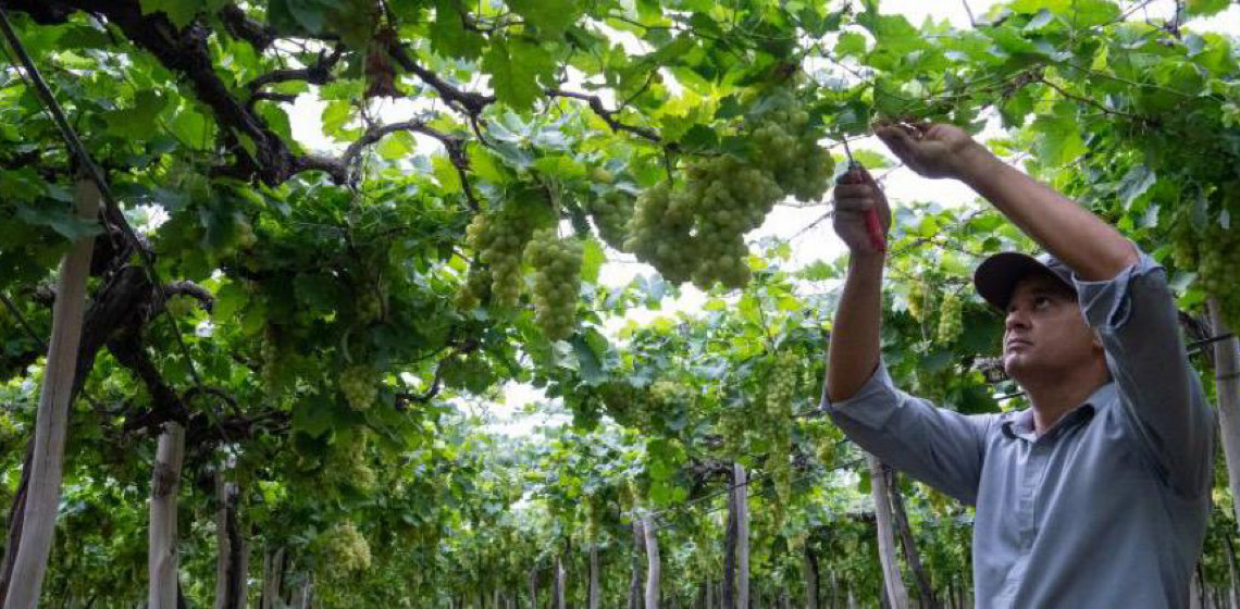 Uvas de mesa brasileiras entrarão no mercado chinês em breve