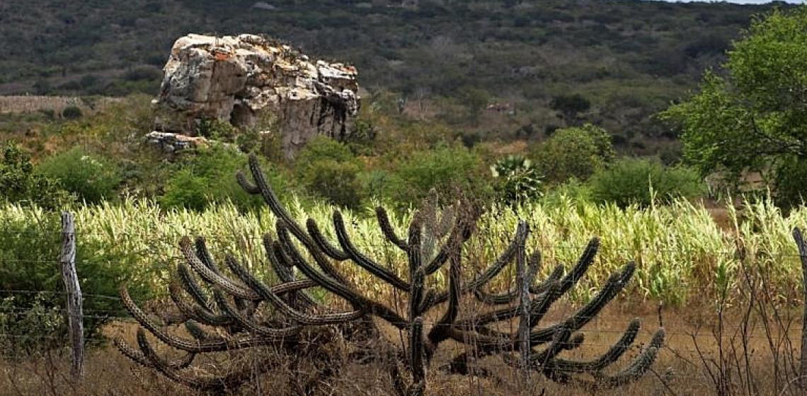 Política de recuperação da Caatinga prevê capacitação da comunidade para restaurar bioma