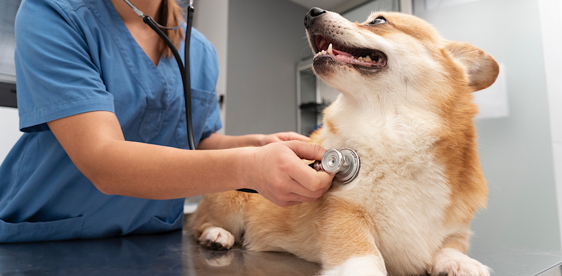 Sinais de alerta: Um em cada 10 cães sofre de doença cardíaca